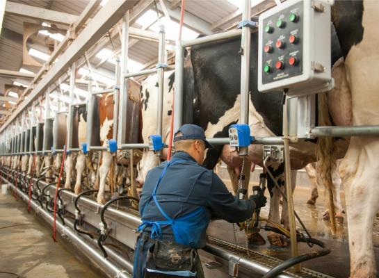 Er worden zowel investeringen gedaan in de uitbreiding van de verwerkingscapaciteit als in melkveebedrijven