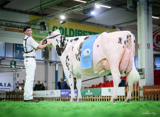 In Montichiari zette jury Attilio Tocchi de bijna vijf jaar oude Bel Sharpe Festava op kop (foto: Guillaume Moy)