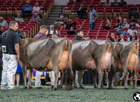 Winnares Bailey in de finale met naast haar reservekampioene Dixie (foto Cowsmopolitan)