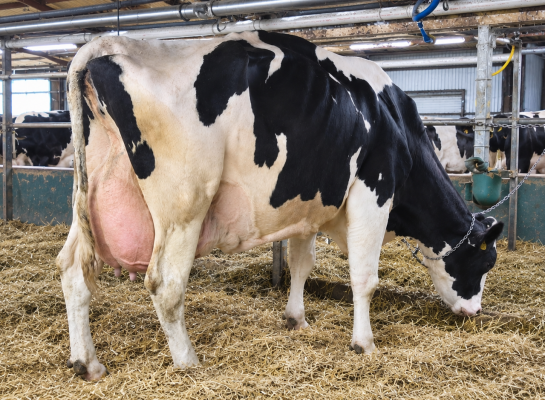 Pimabo Benedicte wordt gemolken op de grupstal (foto: Ferme Beaudoin Begin)