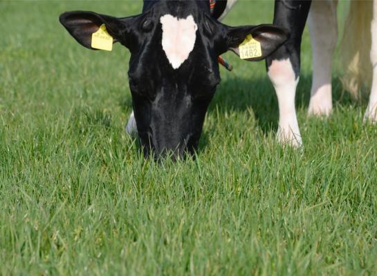 Bedrijven met veel gras in het rantsoen hebben gemiddeld een lagere melkproductie per hectare en een lagere melkproductie per koe dan bedrijven met weinig gras in het rantsoen