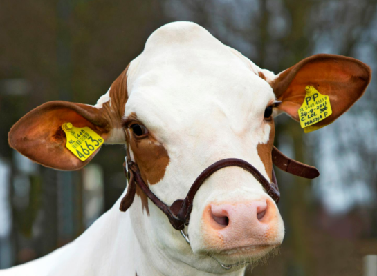 Van alle in 2026 merkergeteste roodbonte kalveren was 42,5 procent heterozygoot hoornloos (Pp) en 7,5 procent homozygoot hoornloos (PP)