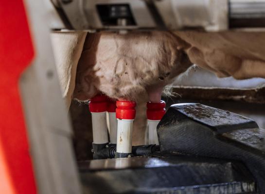 De gestegen melkproductie per koe is een belangrijke oorzaak voor de grotere behoefte aan fosfaatrechten