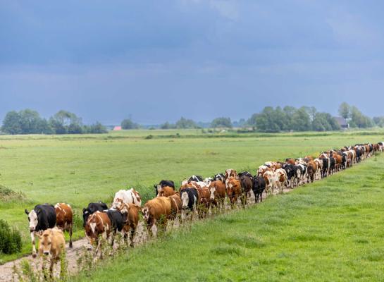Meerdere partijen wezen op het belang van het meenemen van veel uren weidegang bij de berekening van de emissienormen