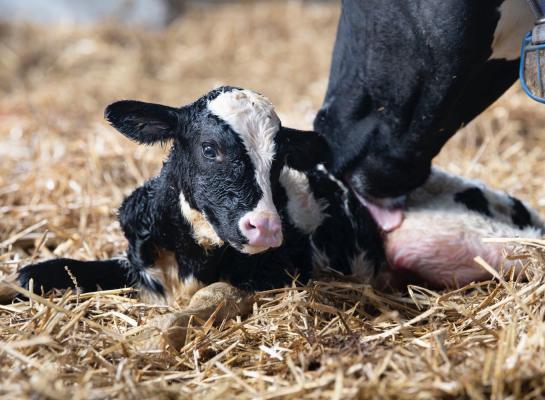 Het risico op afvoer in de eerste lactatie verdubbelt van ruim 17 procent bij vaarzen van 21 maanden naar ruim 35 procent bij vaarzen van 27 maanden