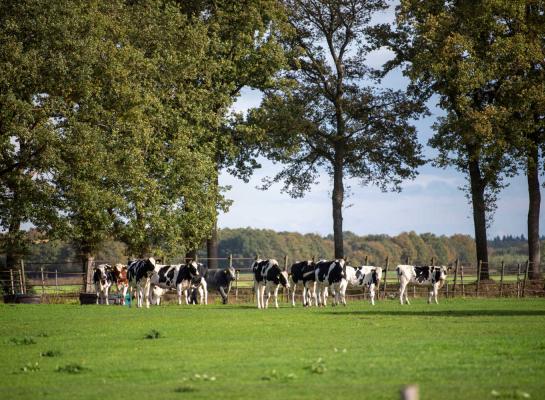 Het buitenleven en gras vreten voor de kost maakt volgens de Weideman sterk en weerbaar