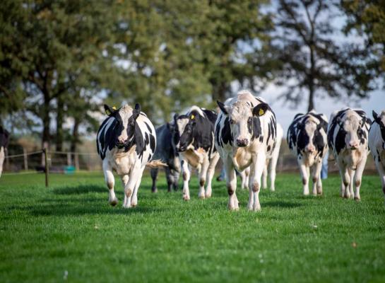 Geef het oudere jongvee de ruimte en weid ze wekelijks om, dan vreten ze nog best wat gras op en groeien ze lekker door