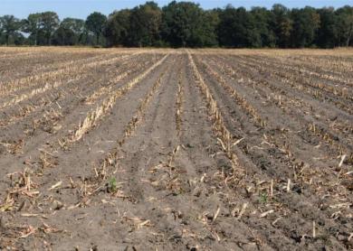 In Vlaanderen kost een hectare landbouwgrond 63.105 euro