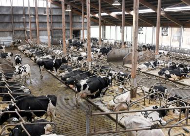 Vorig jaar waren er 21 stalbranden met 328 omgekomen dieren in de melkveehouderij