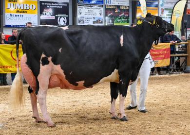 Geertje 598 (v. Chelios) wint de seniorentitel en het algemeen kampioenschap (foto Henk Lomulder)