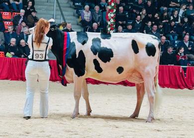 De tweedekalfs Pamela (v. Copyright) wint de Excellent-Schau (foto: Auke Landman)