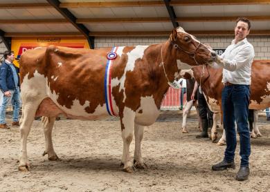 De familie Ruitenbeek uit Stroe won met Strooimangoed Theresa (v. Kimball) het algemeen kampioenschap roodbont (foto: Cilia Hoekman)