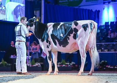 O Katy won vorig jaar in Verden al de vaarzentitel (foto: Mathias Penn)