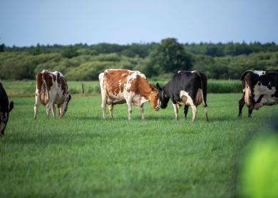 Wie of wat keert de trent dat al twee jaar op rij het aantal weidende bedrijven afneemt?