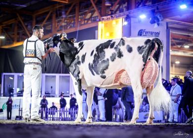 Fantasy Darsena (v. Dateline) wint in het Italiaanse Cremona (foto: Guillaume Moy)