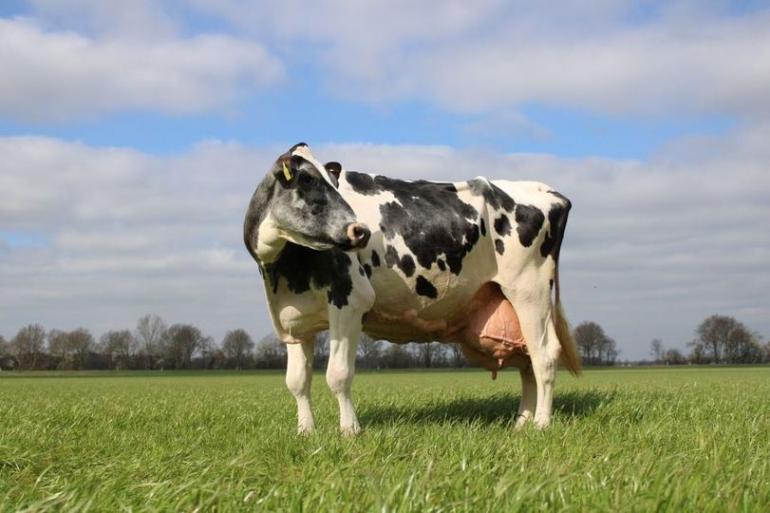 Tweehonderdtonner Deri (v. Outside) is een van de bijna 8000 levende zwartbonte Duitse honderdtonners in 2021 (foto: Vost)