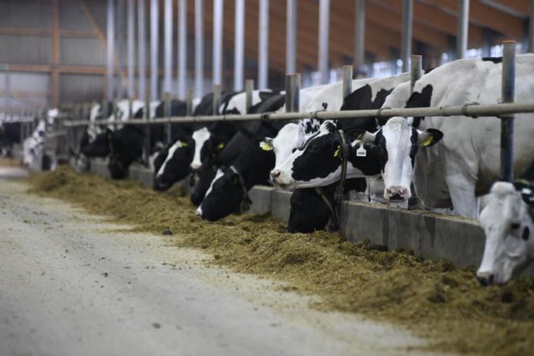 Gemiddeld noteerden de Duitse zwartbonten in het boekjaar 2020-2021 een levensproductie bij afvoer van 31.074 kg melk