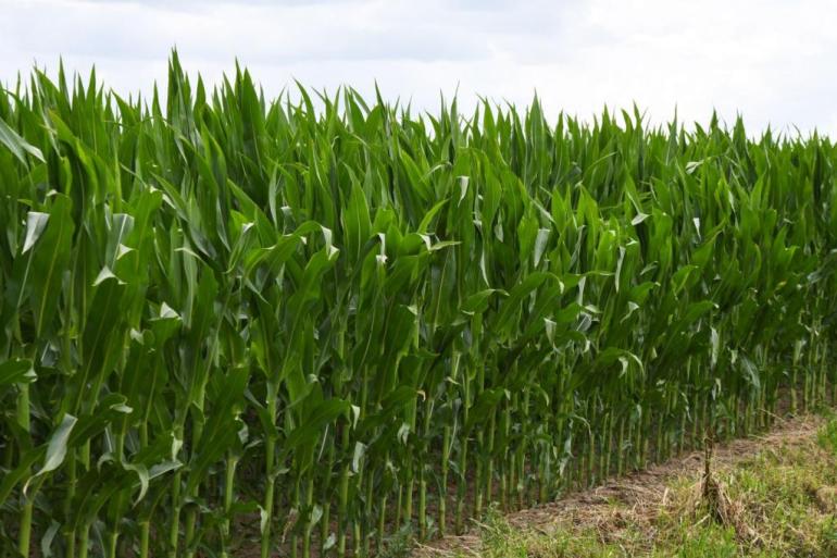 Met de toenemende interesse voor biostimulanten ligt volgens onderzoeker Jon de Long commerciële wildgroei op de loer