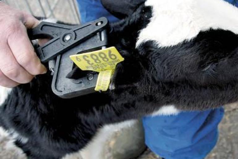 Ongeveer twee derde van de dieren met een geregistreerd genoomprofiel komt uit Nederland of Vlaanderen
