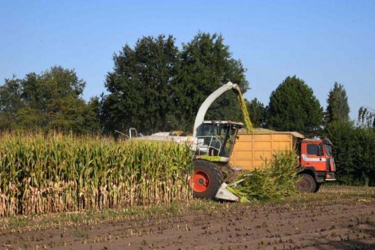 Volgens voorlopige cijfers zaaiden Vlaamse landbouwers ruim 125.000 hectare in met snijmais, een daling van bijna 4,5 procent