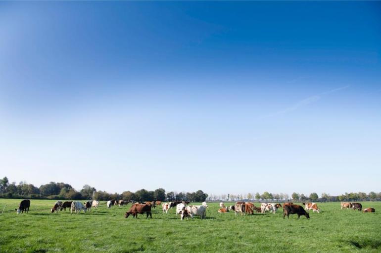 De sectorpartijen omschrijven de stikstofplannen als onnodig, ongewenst en desastreus voor platteland en natuur