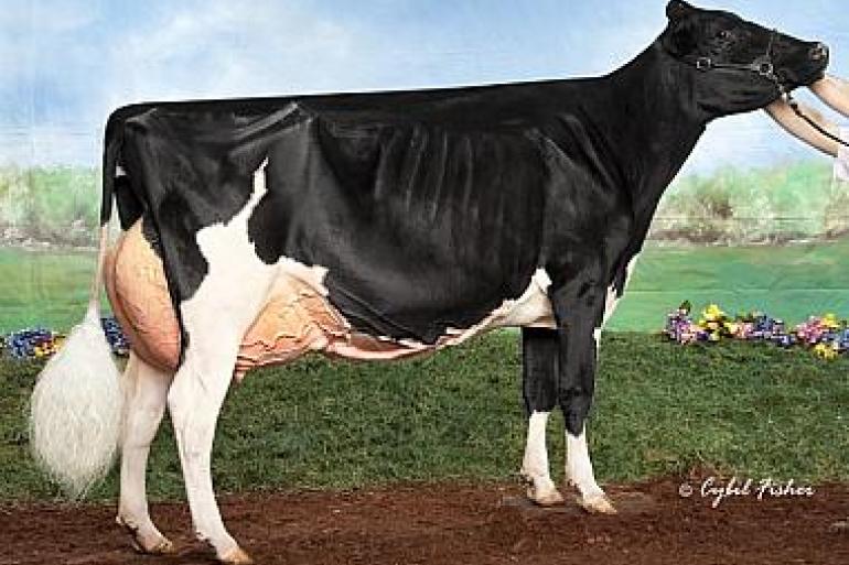 Rosiers Blexy Goldwyn werd in 2017 het algemeen kampioene tijdens de Expo in Madison