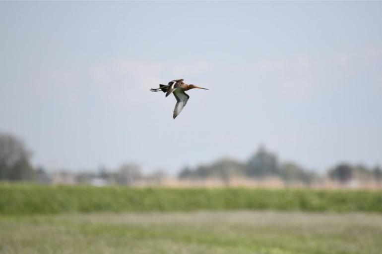 Grasland met meer kruiden trok in 2021 de meeste verschillende vogelsoorten aan