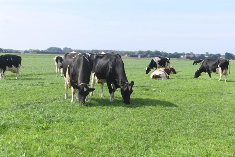 Drie nieuwe bedrijven hebben zich aangesloten bij het project Koeien & Kansen