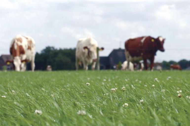 Het ‘Groenboerenplan’ doet aanbevelingen om uit de stikstofimpasse te komen en perspectief te bieden aan boeren die willen verduurzamen