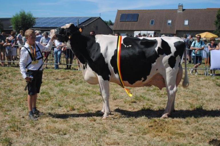 Justice B. Pop (v. Windbrook) met het kampioenslint in Wulpen (foto Annelies Debergh)