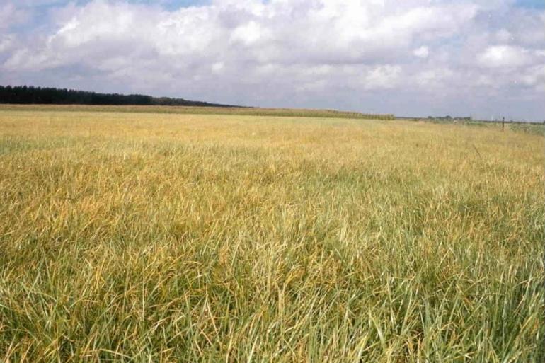 De combinatie van droogtestress en af en toe een beetje vocht op het gras geeft de schimmel die roest veroorzaakt vleugels