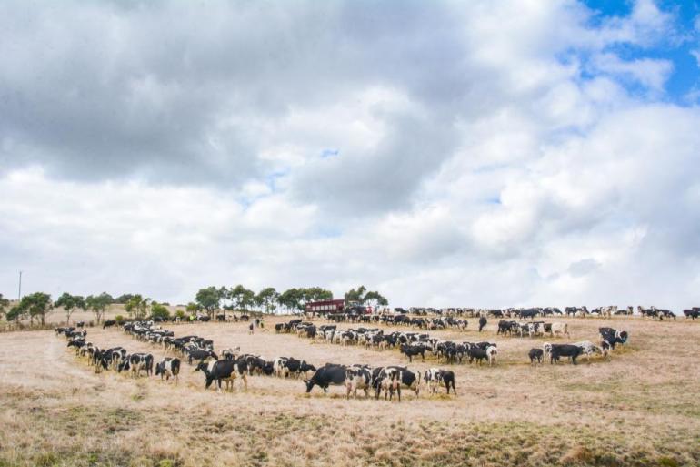 Koeien die efficiënt met hun voer omgaan produceren meer melk per ton koolstof (foto: Eric Elbers)