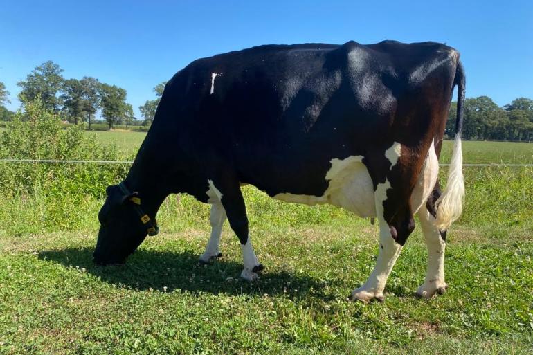 Geesje produceerde tot nu toe bijna 70.000 kg melk