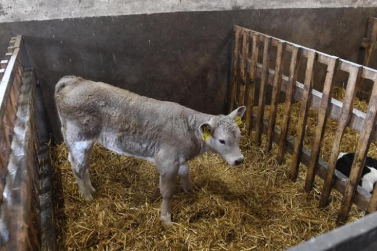 Een kruislingkalf van een holsteinmoeder en een INRA 95-vader