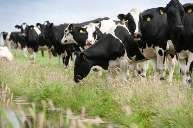 Weidegang is gunstig voor de marge op zowel kringloop- als niet-kringloopbedrijven