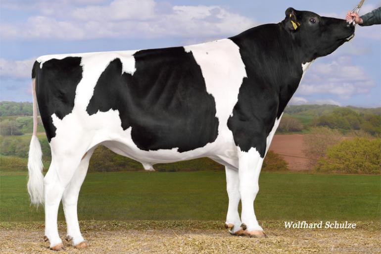 Topstone stamt via dochters van Rubicon, Aikman en Man-O-Man uit Holbra Mascol Pam