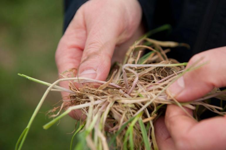 Is het gras bruin en verdroogd, dan geven de wortels meer informatie