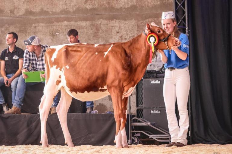 Elise van Ginkel veroverde het reservekampioenschap showmanship in Battice (foto: EYBS)