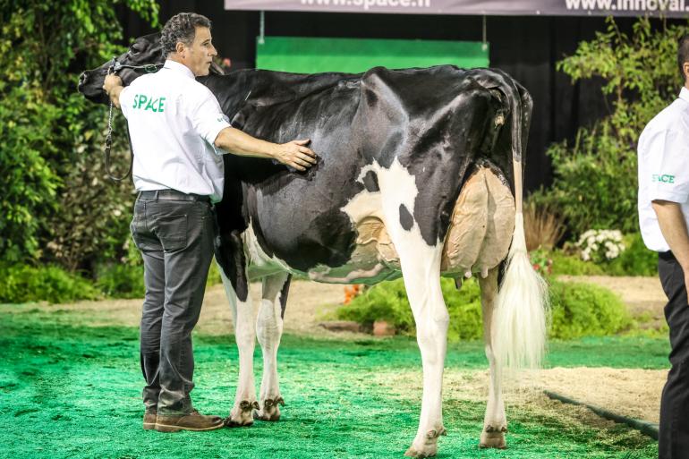 Capjnivana won in Rennes zowel het algemeen kampioenschap als het kampioenschap oudere koeien (foto: Guillaume Moy)