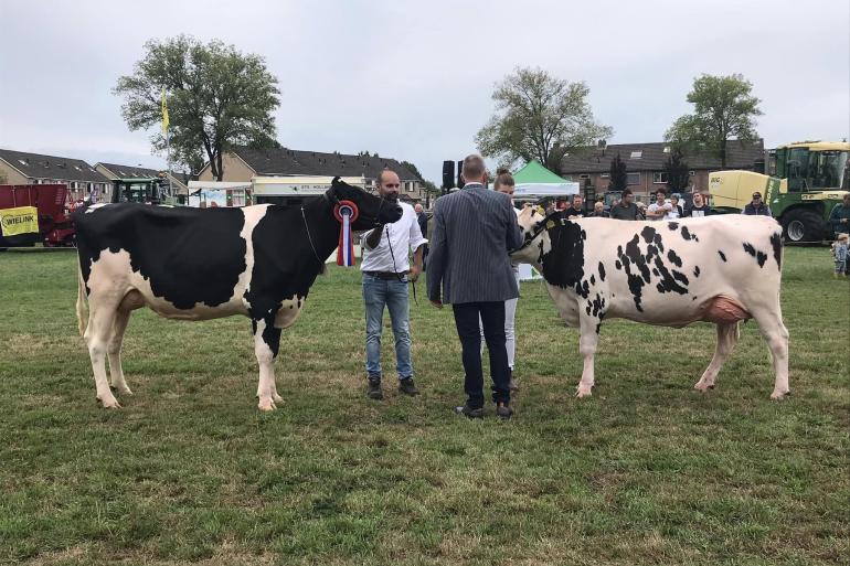 Het winnende vaarzenduo in Oldebroek: links Ar-Type Alice en rechts De Vrijheid Phantastic 4