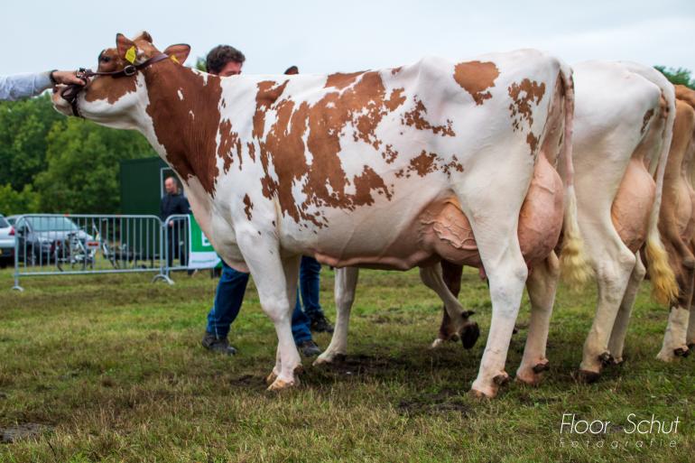Edelweiss prolongeerde haar seniortitel in Eibergen (foto: Floor Schut)