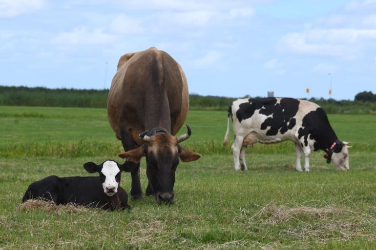Stichting Caring Farmers wil meer melkveehouders enthousiasmeren voor het kalf bij de koe