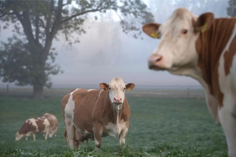 In 2023 kunnen boeren in Nedersaksen 75 euro weidepremie per koe krijgen van de deelstaat