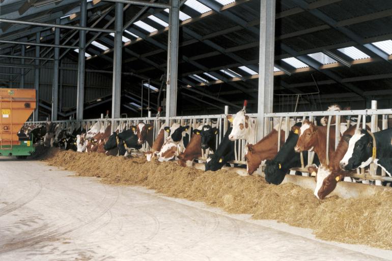 Rantsoenen met ruw eiwit gehaltes van 15 tot 16 procent kunnen volgens Zimmerman een gemiddelde productie van meer dan 43 kilogram melk opleveren.