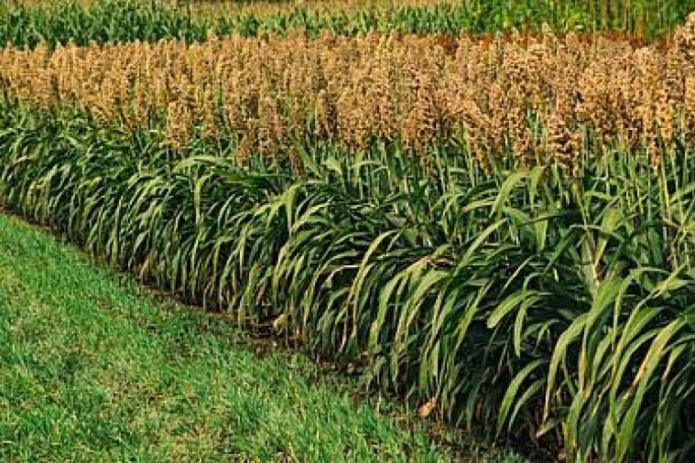 Door het koude groeiseizoen vielen opbrengst en voederwaarde van sorghum vorig jaar tegen