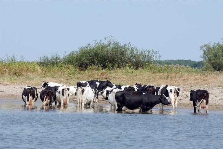 Vorig jaar haalde Gelderland al 2000 hectare stikstofgevoelige natuur in Rijntakken van de kaart