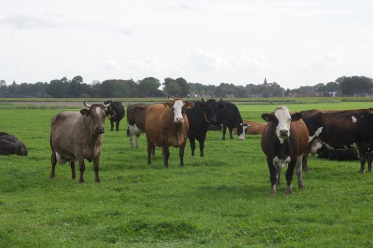 Biologische melkveehouders ontvingen in 2018 tot en met 2020 gemiddeld 2 cent te weinig om kostendekkend te kunnen produceren