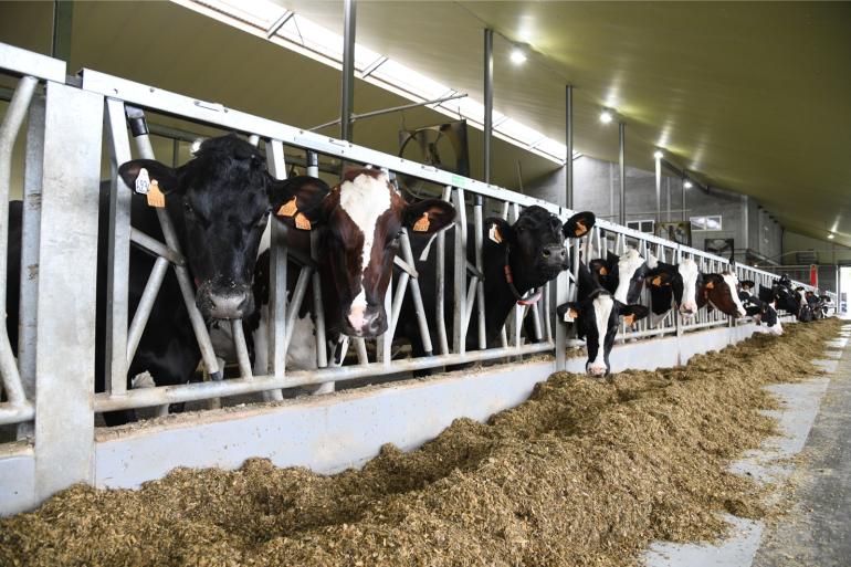 Voor de Vlaamse melkveehouderij lijkt 2022 een winstgevend jaar te worden