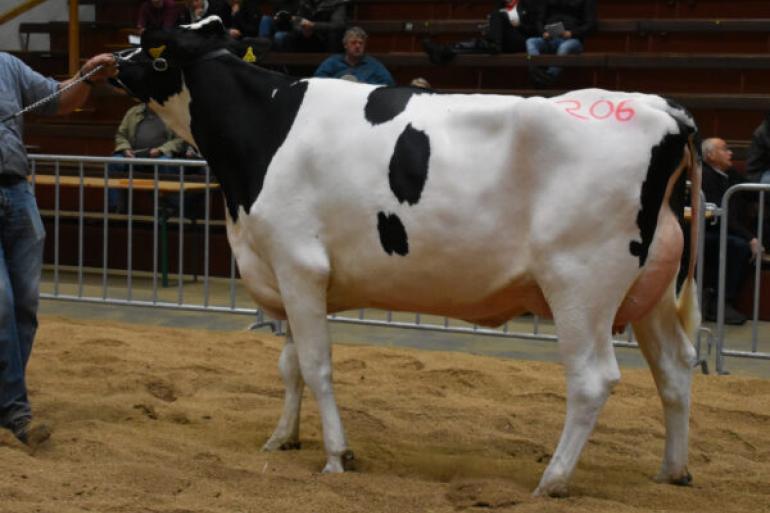 Een dochter van de stier Apps was met een opbrengst van 3900 euro een van de veilingtoppers in Osnabrüdk