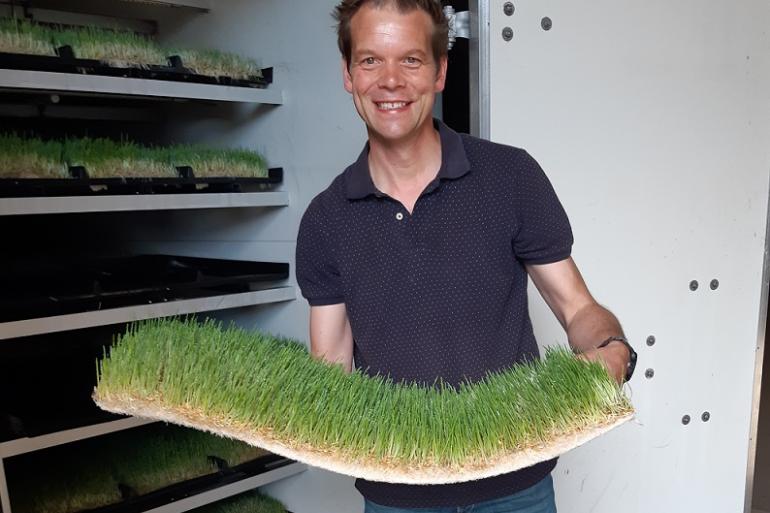 Na vijf dagen is het graan ontkiemd en is er een groene mat met wortels ontstaan